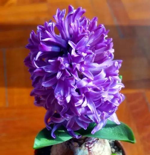 风信子花语的含义与传承（探寻风信子的美丽与神秘）