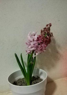 风信子花的象征意义（探索风信子花的文化内涵与象征意义）