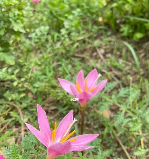 风雨兰的花语与寓意——坚韧不拔的生命之花（风雨兰的花语与寓意解读）