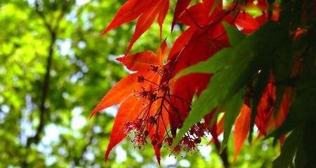 枫叶的花语与象征意义（探寻枫叶的秘密）