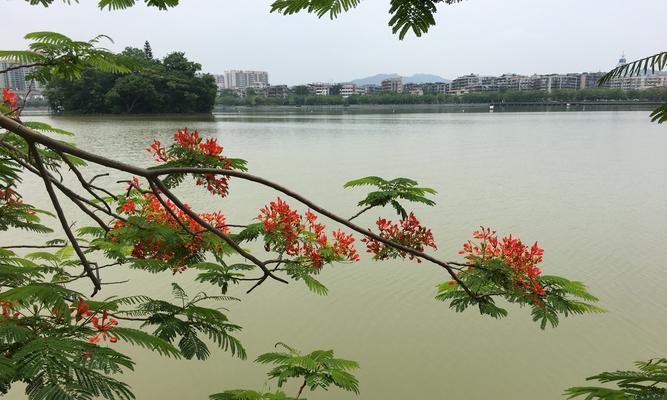 凤凰花（凤凰花的花语及其传承的独特魅力）