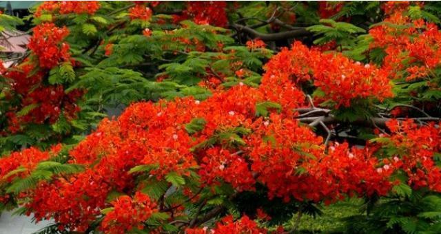 凤凰花的花语及其意义（深入探索凤凰花的象征意义）