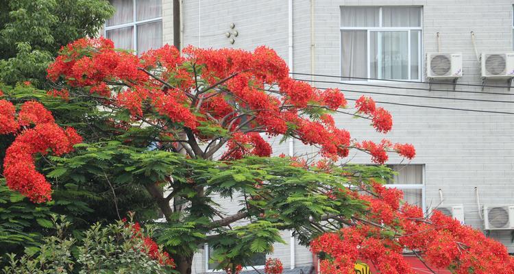 凤凰花（凤凰花的寓意及其对人们的启示）