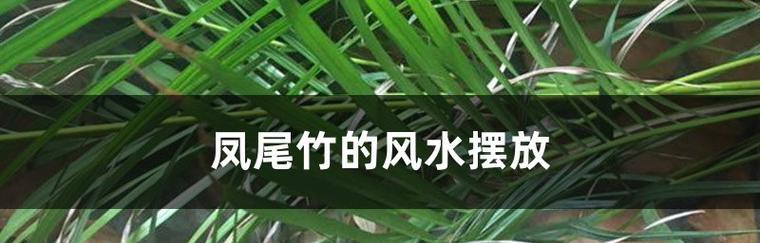 凤尾竹的寓意与风水摆放风水（探索凤尾竹的吉祥之意和正确摆放方式）