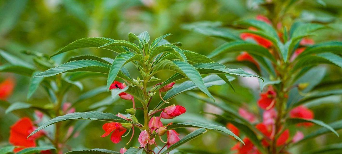 凤仙花的多彩世界（凤仙花品种与色彩多样）