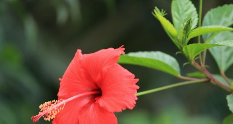 扶桑花的象征意义与文化传承（唤醒生命的美丽花朵——扶桑花的寓意与传承）