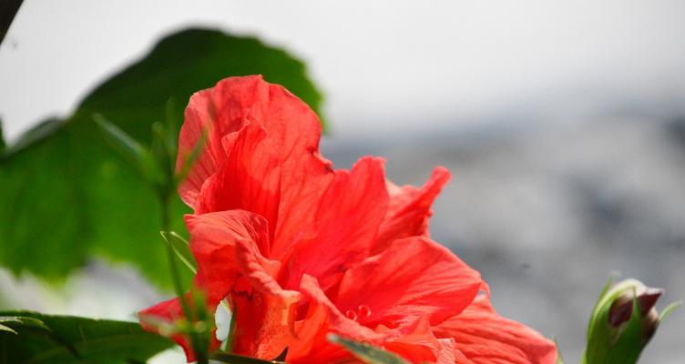 扶桑花的象征意义与文化传承（唤醒生命的美丽花朵——扶桑花的寓意与传承）