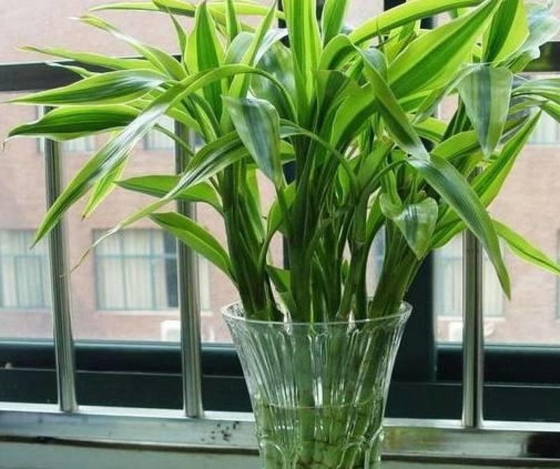 富贵竹开花的预示意义（揭开富贵竹开花的奥秘）