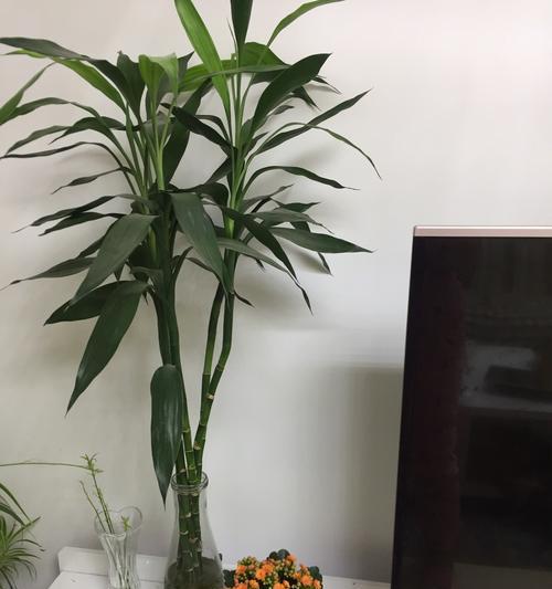富贵竹开花的预示意义（揭开富贵竹开花的奥秘）