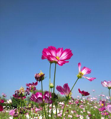 格桑花（花开高原）