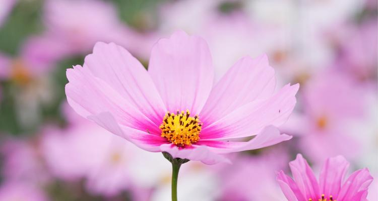 格桑花的花语与含义（激励与自由的象征）