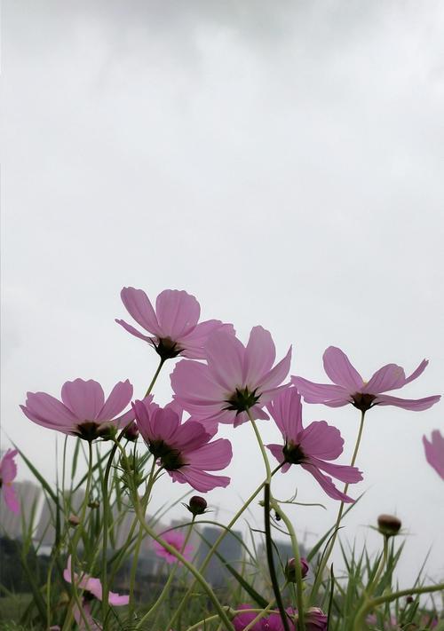 格桑花的寓意与象征（探寻格桑花的文化内涵与象征意义）