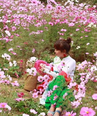 格桑花的寓意与象征（探寻格桑花的文化内涵与象征意义）