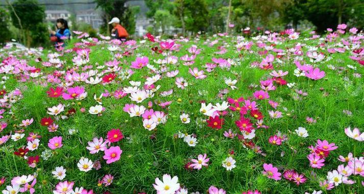 格桑花风水（格桑花在风水中的重要地位及其神秘力量）