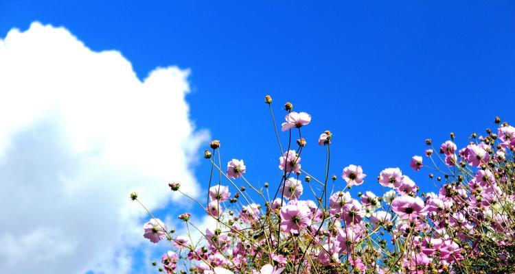 格桑花风水（格桑花在风水中的重要地位及其神秘力量）