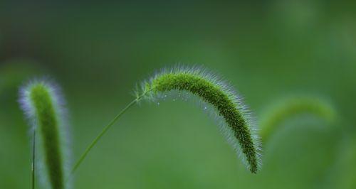 狗尾巴花的花语及寓意（解读狗尾巴花的意义与象征）