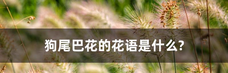 狗尾巴花的花语及寓意（解读狗尾巴花的意义与象征）