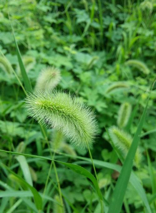 狗尾草花语（揭开狗尾草花语的意义与象征）