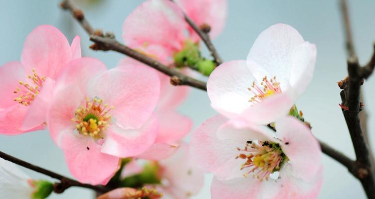 海棠花之花语探究（海棠花花语的意义与传承）