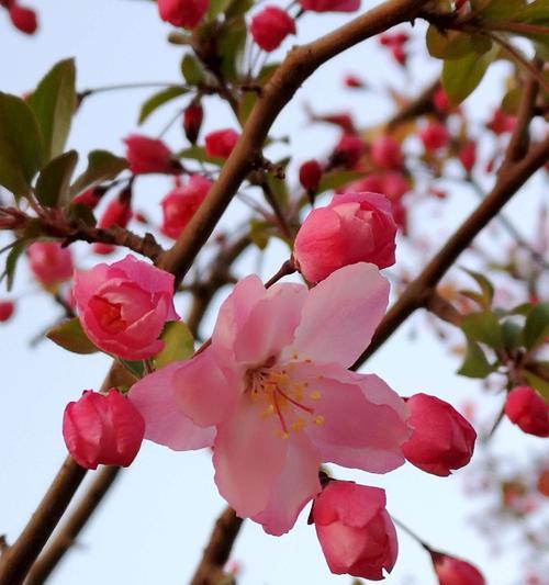 海棠花（海棠花的花语及代表意义）