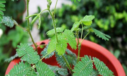 含羞草花语与寓意（蓦然回首）