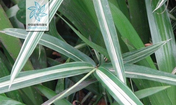 禾本科植物的种类和特点（探索禾本科植物的多样性和生态意义）