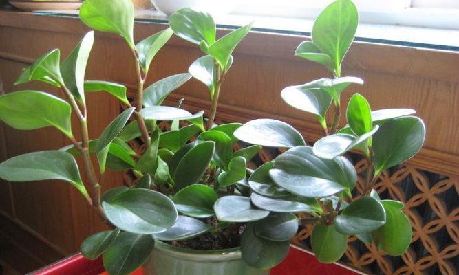 黑骨香的风水寓意与摆放位置（探索黑骨香的神秘力量）