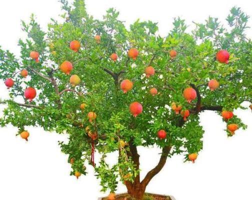 黑骨香的风水寓意与摆放位置（探索黑骨香的神秘力量）