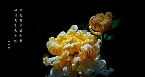 黑骨香的风水寓意与摆放位置（探索黑骨香的神秘力量）