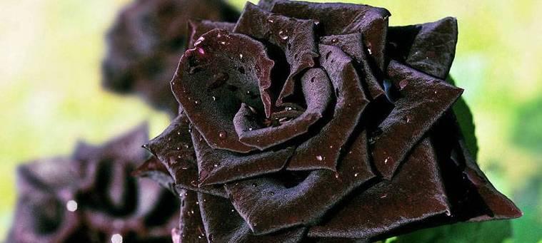 黑玫瑰花语与代表意义的解析（探索黑玫瑰花语）