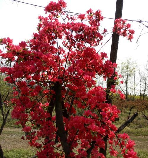 红枫花语与寓意（秋日之美）
