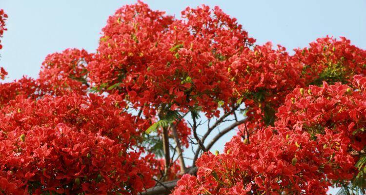 红枫花语与寓意（秋日之美）