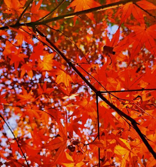 红枫叶的象征意义——秋天的炽热之美（秋意渐浓）