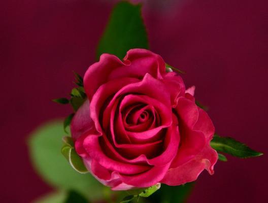 红玫瑰花的象征意义（探索红玫瑰花作为情感表达的奇妙力量）