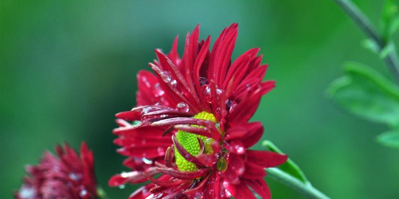 红色菊花花语的意义及寓意（探寻红色菊花背后的深刻内涵）