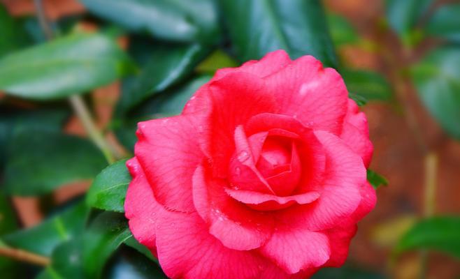 红色山茶花的花语及代表意义（红色山茶花）