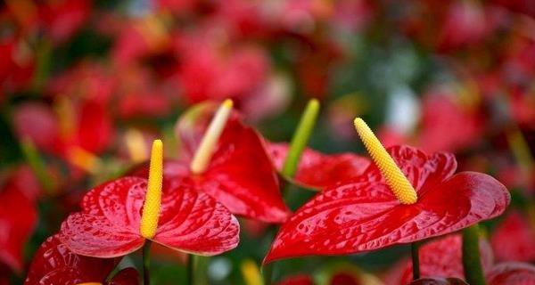 红掌花的花语与寓意（揭示红掌花的内涵与象征）