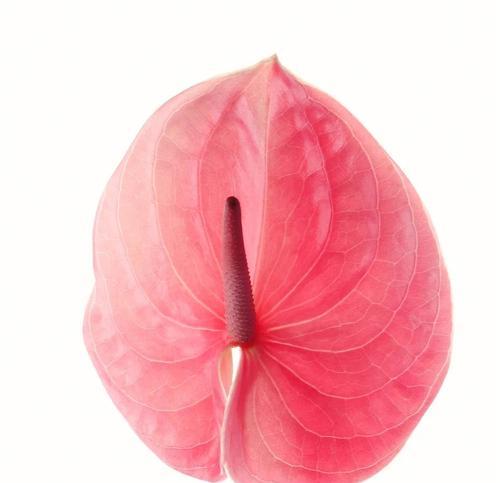 红掌花的象征意义与花语解读（揭示红掌花的深层寓意及其象征意义）