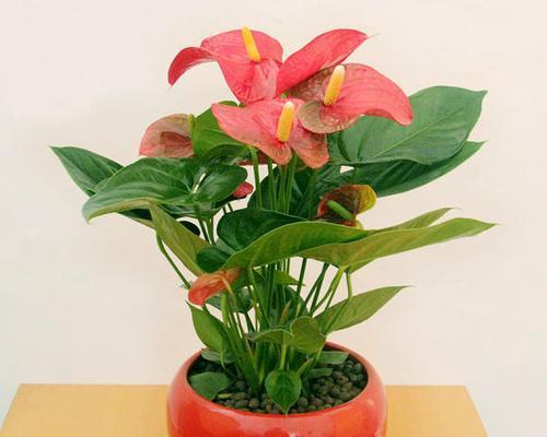 红掌花语象征与寓意（红掌花的奥秘与意义）