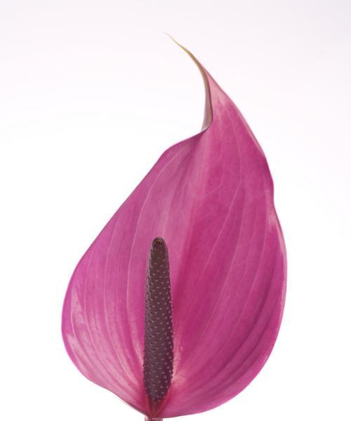 红掌花语象征与寓意（红掌花的奥秘与意义）
