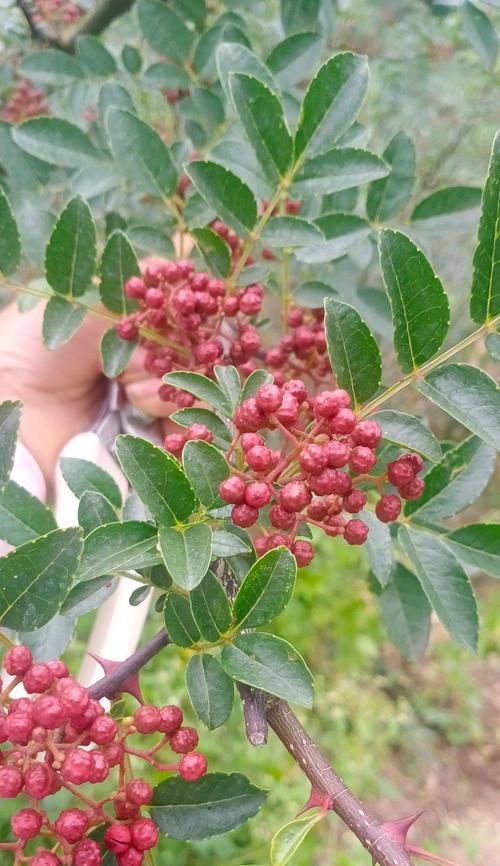 花椒的绚丽开花及其寓意（探秘花椒的开花时间和寓意）