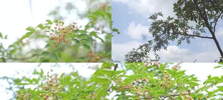 花椒树的风水作用与寓意（探索花椒树在风水中的重要性及象征意义）