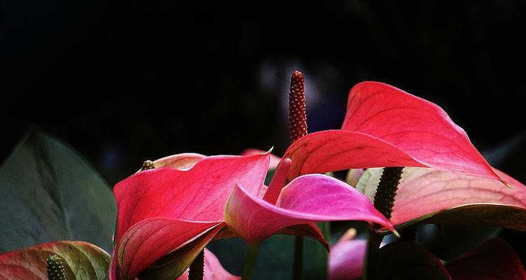 花烛风水之道（寓意与摆放位置）