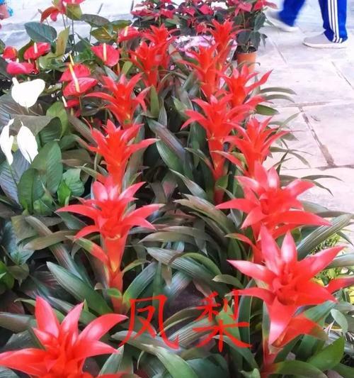 以花烛的花语（花烛的寓意与象征）