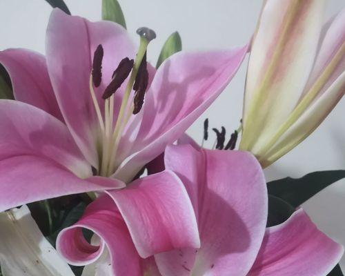 黄百合花的象征意义与寓意（黄百合花的独特之处及其在文化中的重要地位）