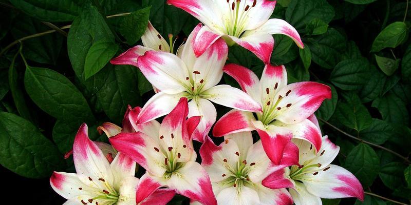 黄百合花的象征意义与寓意（黄百合花的独特之处及其在文化中的重要地位）