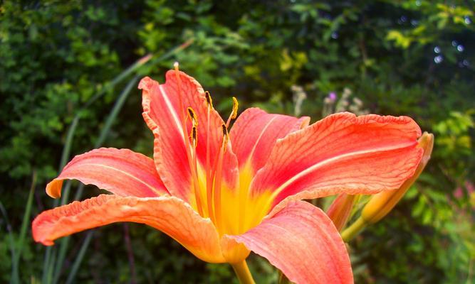 黄百合花的象征意义与寓意（黄百合花的独特之处及其在文化中的重要地位）