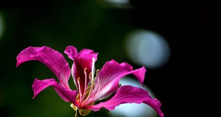 黄金兰——花开富贵（传承岁月繁华）