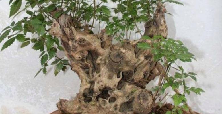 黄荆树的风水作用——招财纳福（探索黄荆盆景的风水寓意与福神之树）