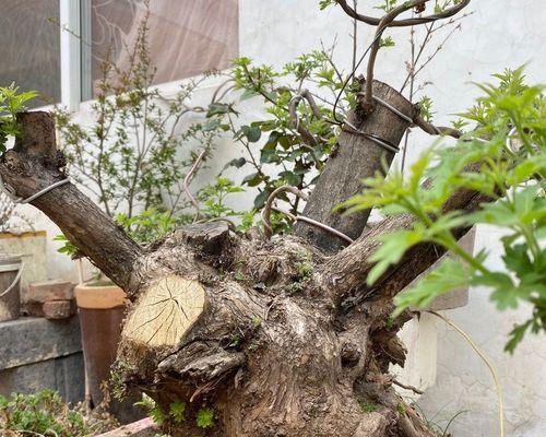黄荆树的风水作用——招财纳福（探索黄荆盆景的风水寓意与福神之树）